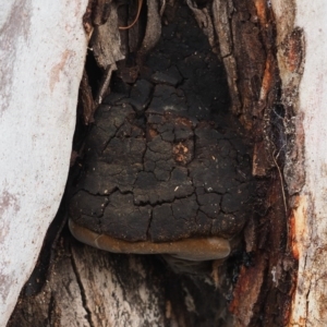 Phellinus sp. (non-resupinate) at Macgregor, ACT - 9 Aug 2020 02:51 PM