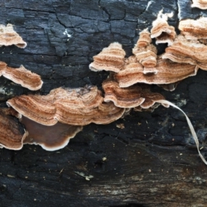 Xylobolus illudens at Latham, ACT - 18 Aug 2020