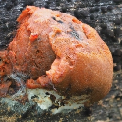 Unidentified Other fungi on wood at Umbagong District Park - 18 Aug 2020 by Caric