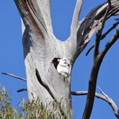 Cacatua galerita (Sulphur-crested Cockatoo) at Paddys River, ACT - 6 Sep 2020 by TimL