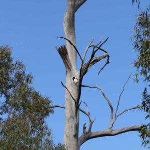 Cacatua galerita at Paddys River, ACT - 6 Sep 2020