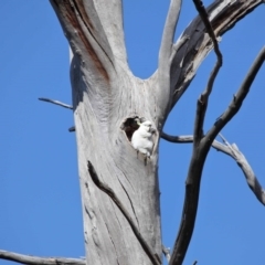 Cacatua galerita at Paddys River, ACT - 6 Sep 2020