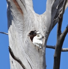 Cacatua galerita at Paddys River, ACT - 6 Sep 2020