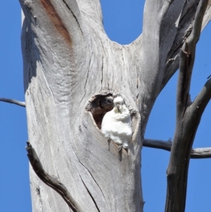 Cacatua galerita at Paddys River, ACT - 6 Sep 2020