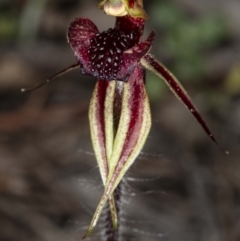 Caladenia actensis (Canberra Spider Orchid) by DerekC