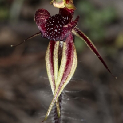 Caladenia actensis (Canberra Spider Orchid) at Downer, ACT - 11 Sep 2020 by DerekC