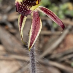 Caladenia actensis at suppressed - 11 Sep 2020