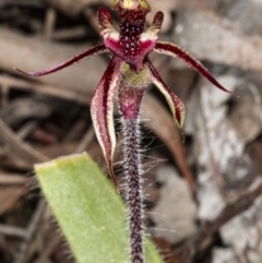 Caladenia actensis at suppressed - 11 Sep 2020