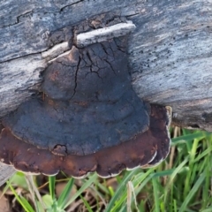 Phellinus sp. (non-resupinate) (A polypore) at Umbagong District Park - 20 Aug 2020 by Caric