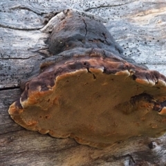 Phellinus sp. (non-resupinate) at Latham, ACT - 20 Aug 2020 04:18 PM