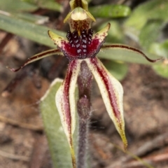 Caladenia actensis at suppressed - 11 Sep 2020