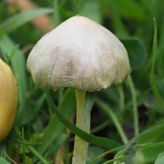 Bolbitius titubans (Yellow Fieldcap Mushroom) at Latham, ACT - 5 Sep 2020 by Caric