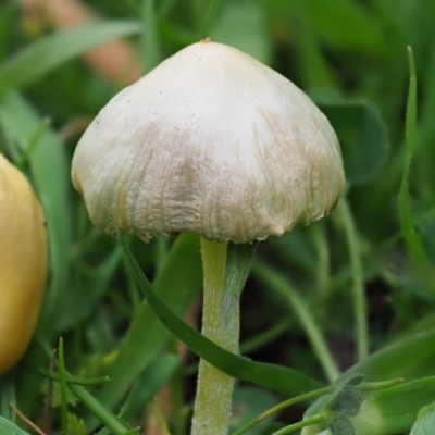 Bolbitius titubans (Yellow Fieldcap Mushroom) at Umbagong District Park - 5 Sep 2020 by Caric