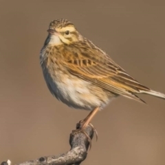 Anthus australis (Australian Pipit) at Green Cape, NSW - 8 Sep 2020 by peterharris