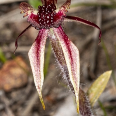 Caladenia actensis (Canberra Spider Orchid) by DerekC