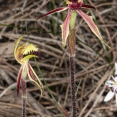 Caladenia actensis at suppressed - suppressed