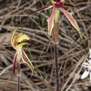 Caladenia actensis at suppressed - suppressed