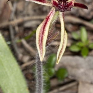 Caladenia actensis at suppressed - suppressed