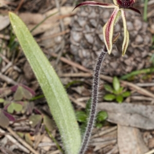 Caladenia actensis at suppressed - suppressed