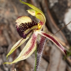 Caladenia actensis at suppressed - suppressed