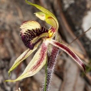 Caladenia actensis at suppressed - suppressed