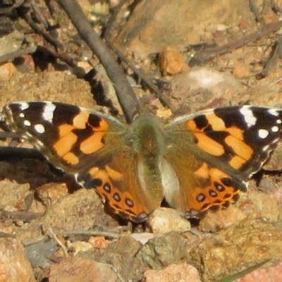 Vanessa kershawi (Australian Painted Lady) at Woodstock Nature Reserve - 10 Sep 2020 by Christine