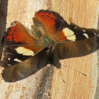 Vanessa itea (Yellow Admiral) at Woodstock Nature Reserve - 10 Sep 2020 by Christine