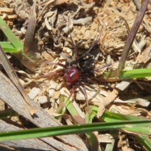 Habronestes bradleyi at Kowen, ACT - 11 Sep 2020 12:57 PM