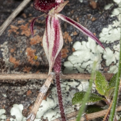 Caladenia actensis (Canberra Spider Orchid) at Downer, ACT - 11 Sep 2020 by DerekC