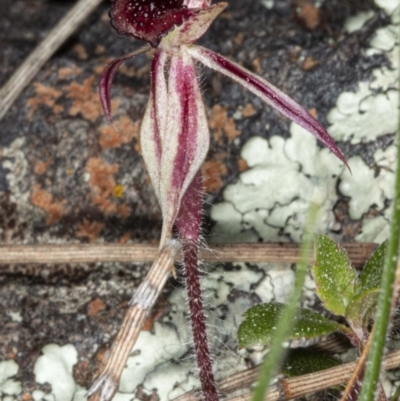 Caladenia actensis (Canberra Spider Orchid) by DerekC