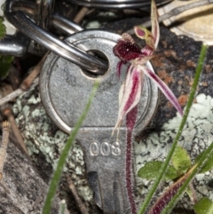 Caladenia actensis at suppressed - suppressed