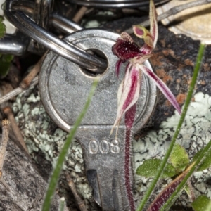 Caladenia actensis at suppressed - suppressed