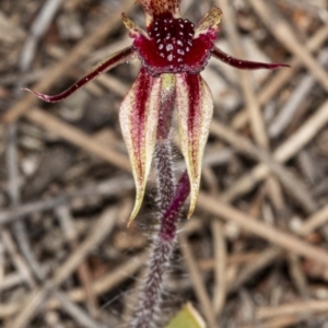 Caladenia actensis at suppressed - 11 Sep 2020