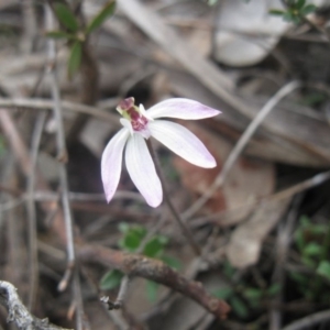 Caladenia fuscata at Aranda, ACT - 10 Sep 2020