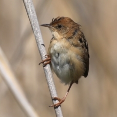 Cisticola exilis (Golden-headed Cisticola) at Fyshwick, ACT - 11 Sep 2020 by jbromilow50