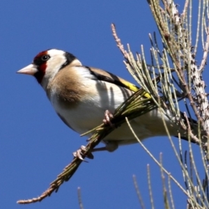 Carduelis carduelis at Fyshwick, ACT - 11 Sep 2020