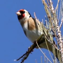 Carduelis carduelis at Fyshwick, ACT - 11 Sep 2020