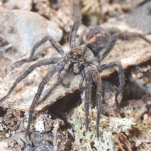 Venatrix sp. (genus) at Jerrabomberra, NSW - 6 Sep 2020