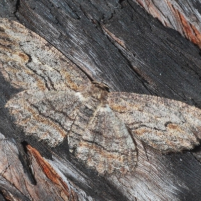Ectropis excursaria (Common Bark Moth) at Mount Jerrabomberra - 6 Sep 2020 by Harrisi