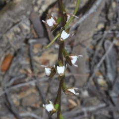 Paraprasophyllum brevilabre (Short-lip Leek Orchid) at Tianjara, NSW - 1 Sep 2020 by Harrisi