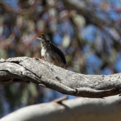 Daphoenositta chrysoptera at Kowen, ACT - 11 Sep 2020 11:23 AM