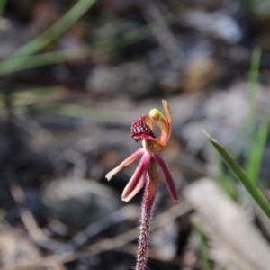 Caladenia actensis at suppressed - suppressed