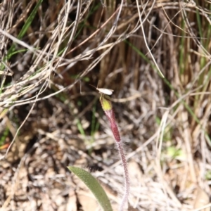 Caladenia actensis at suppressed - 11 Sep 2020