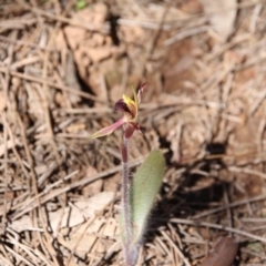 Caladenia actensis (Canberra Spider Orchid) by petersan
