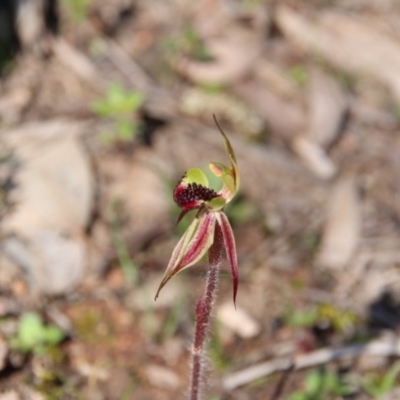 Caladenia actensis (Canberra Spider Orchid) at Downer, ACT - 11 Sep 2020 by petersan