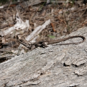 Amphibolurus muricatus at Downer, ACT - 11 Sep 2020 12:04 PM