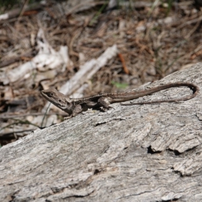 Amphibolurus muricatus (Jacky Lizard) at Downer, ACT - 11 Sep 2020 by petersan