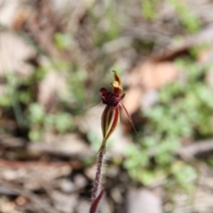 Caladenia actensis at suppressed - 11 Sep 2020