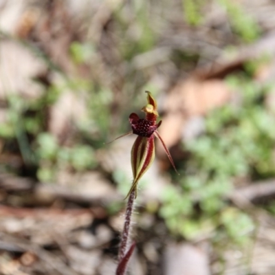 Caladenia actensis (Canberra Spider Orchid) at Downer, ACT - 11 Sep 2020 by petersan