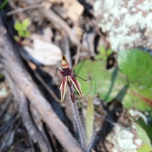 Caladenia actensis at suppressed - 11 Sep 2020